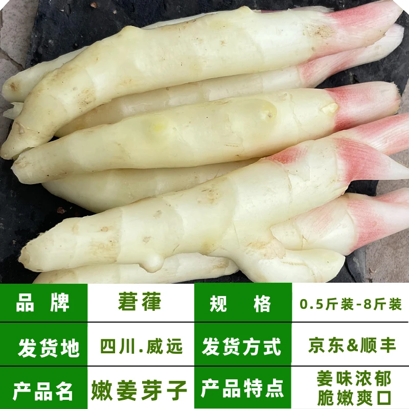 莙葎【嫩姜芽子 顺丰包邮 】四川现挖仔姜子姜新鲜嫩姜板姜0.5-8斤