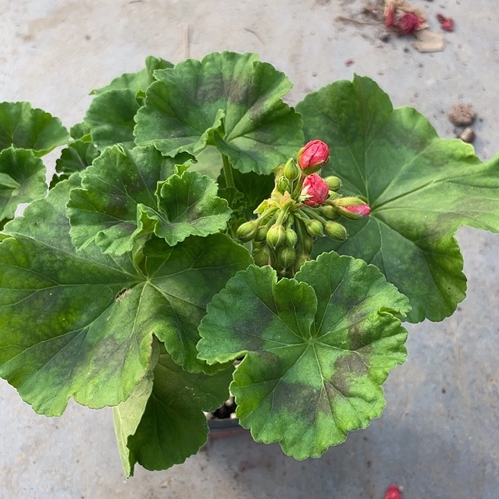 完全开放公爵福利款