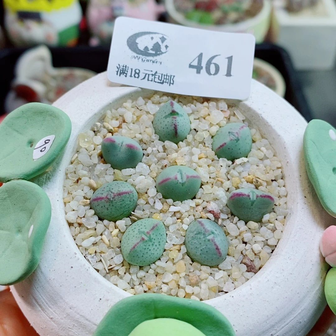 2***2生石花花花花花花花461