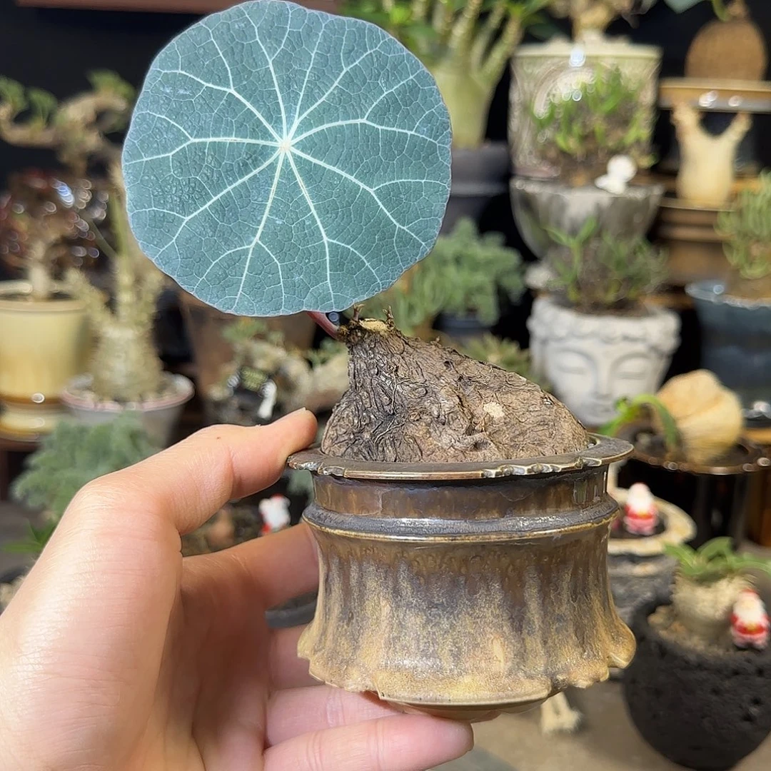 一物一拍老家一叶龟25