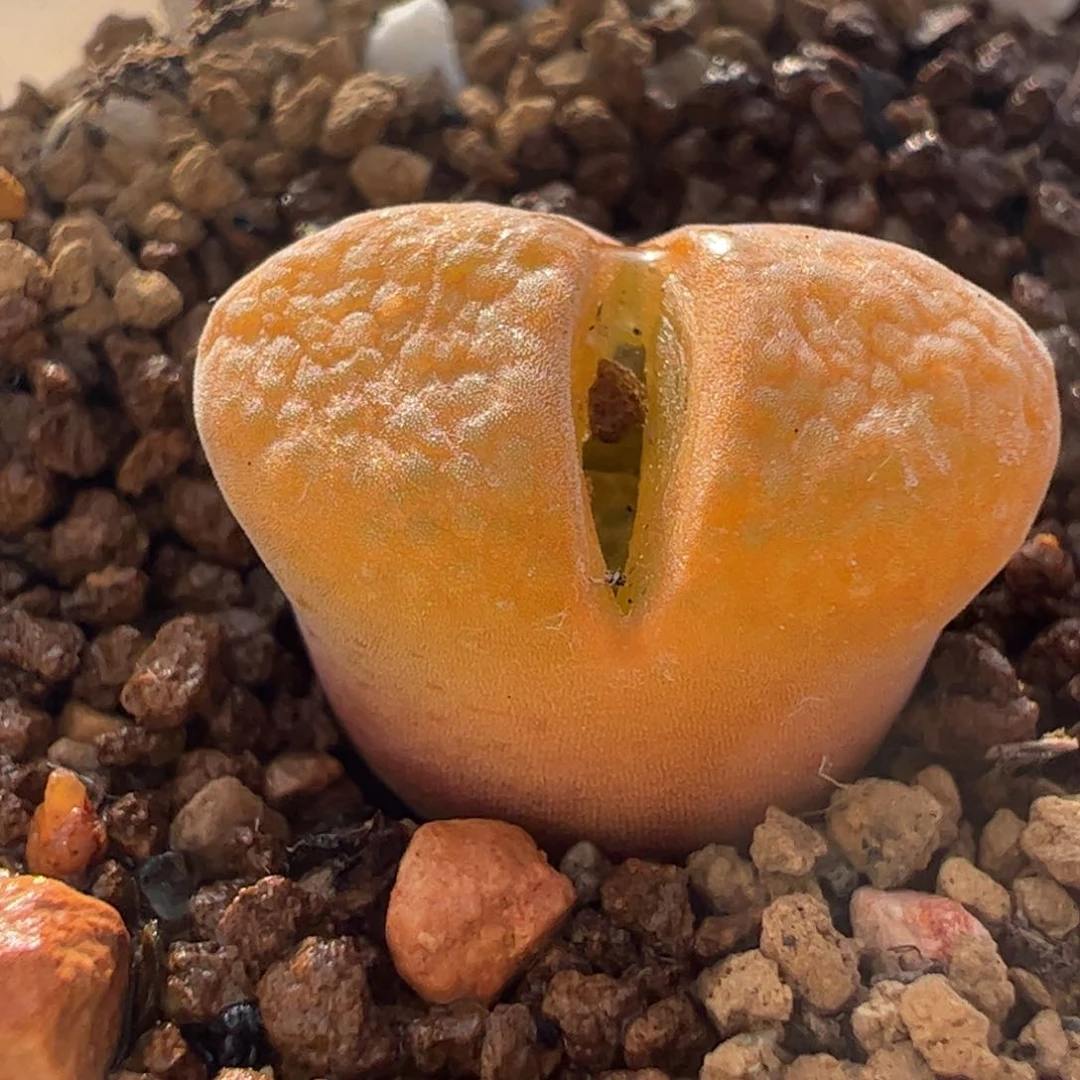 蛋糕风铃多肉植物百科