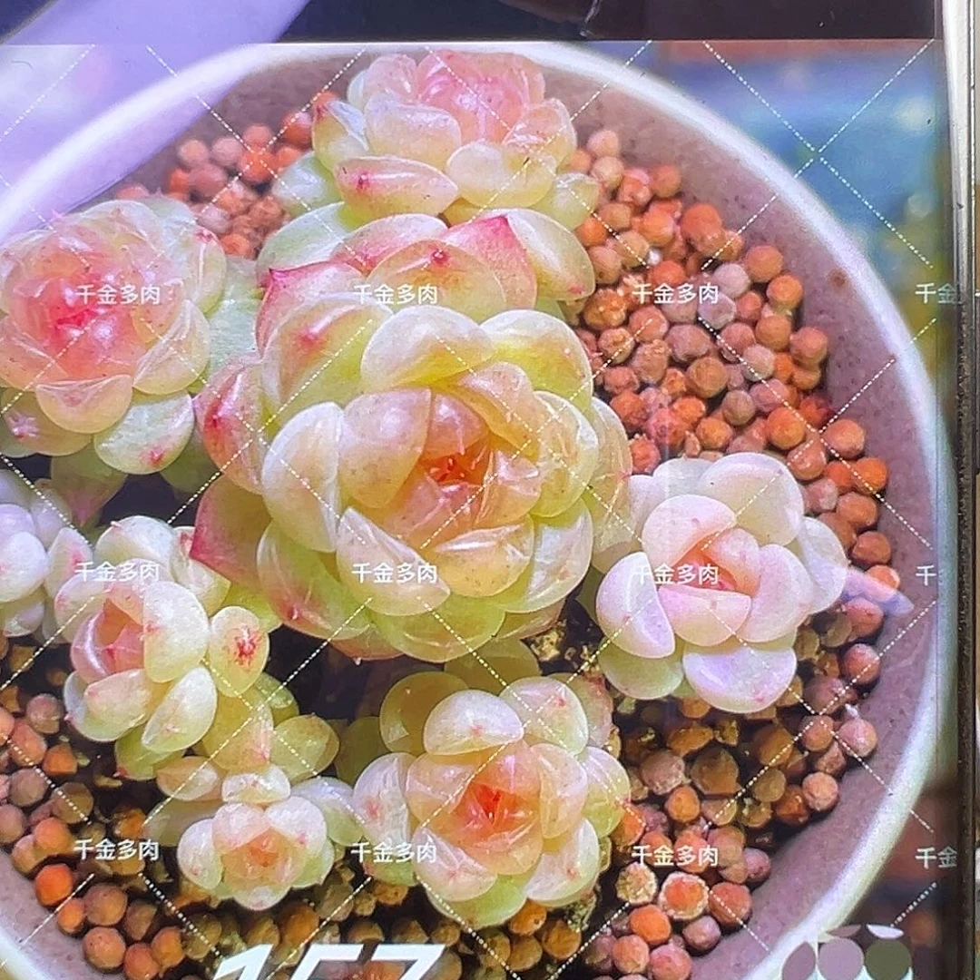 157甜心。    状态图。