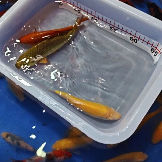淡水观赏鱼锦鲤鱼