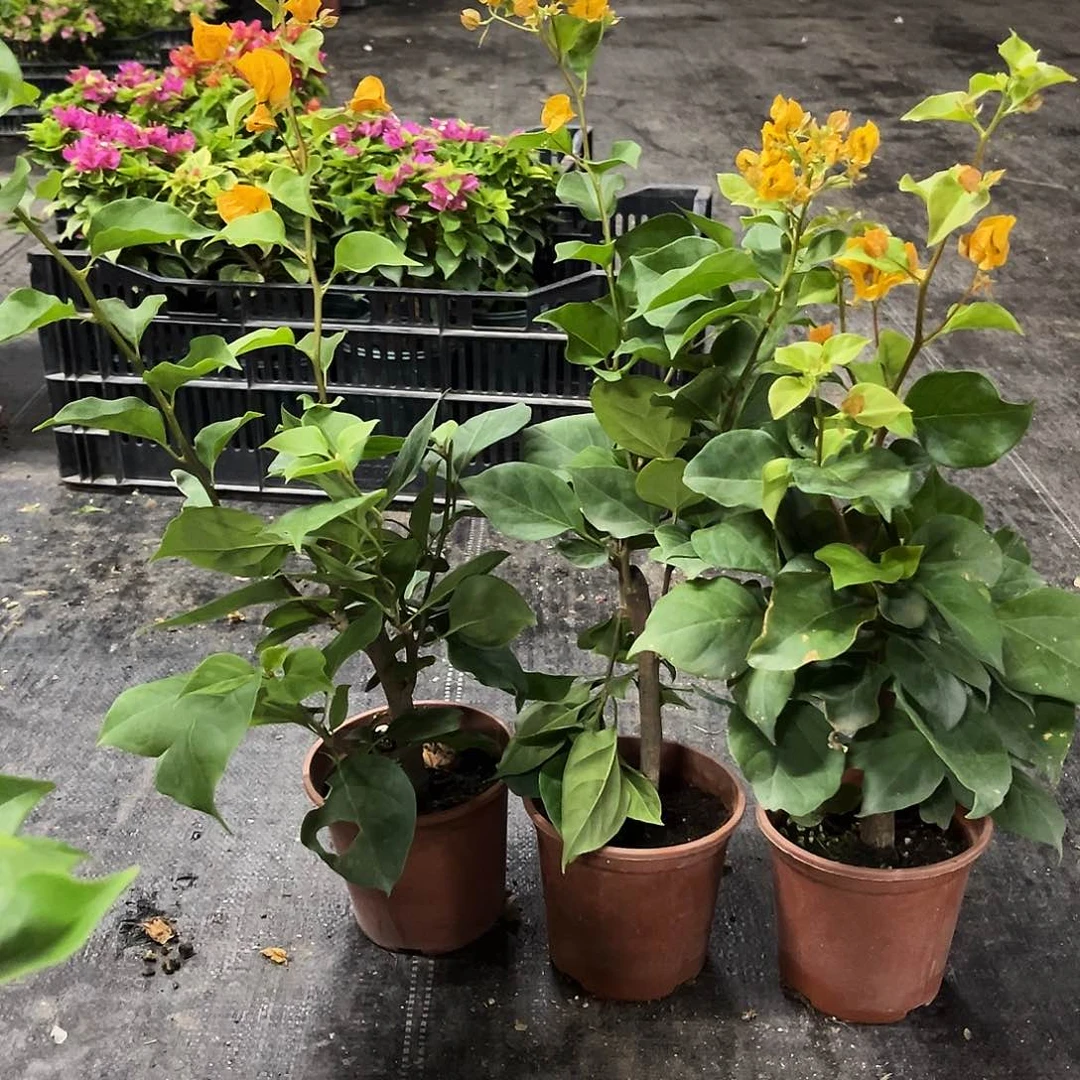 当前无花栽培后可以开花加州黄掌中宝一颗