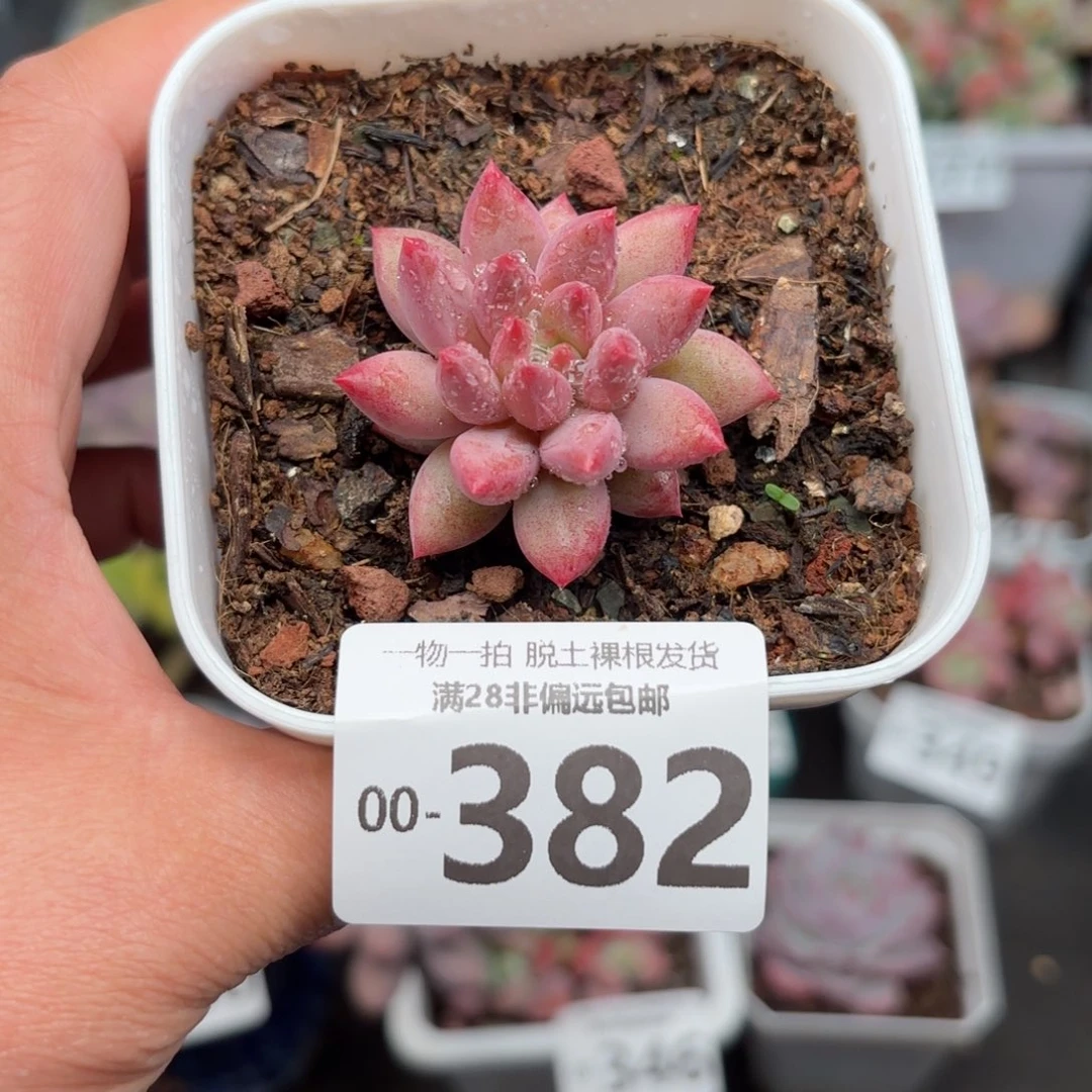 金鱼姬单头多肉多