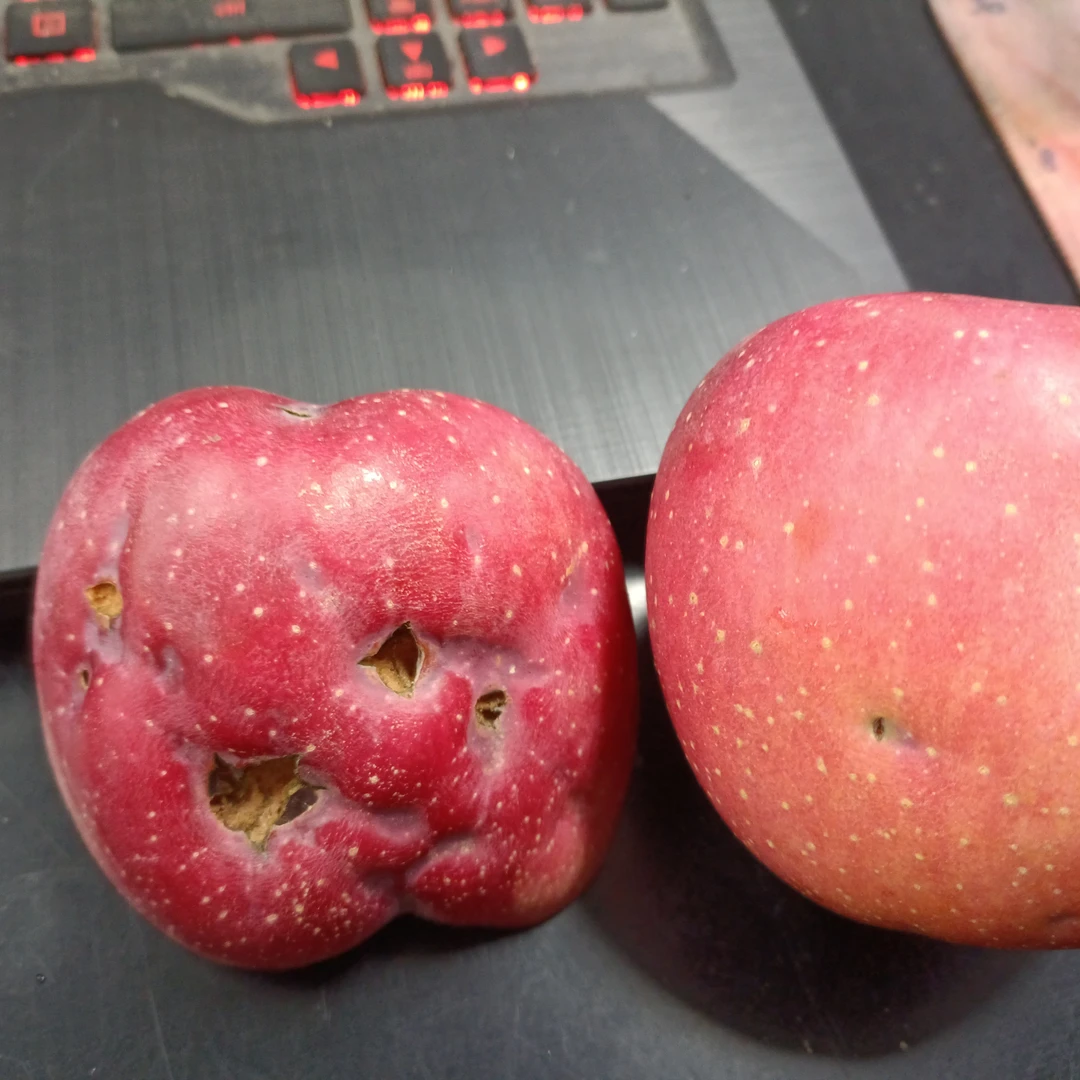 冰雹打了红富士苹果，毛重20斤