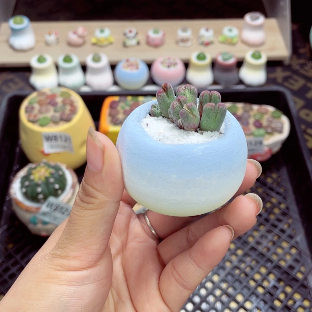 w8130 带盆土发货一物一拍