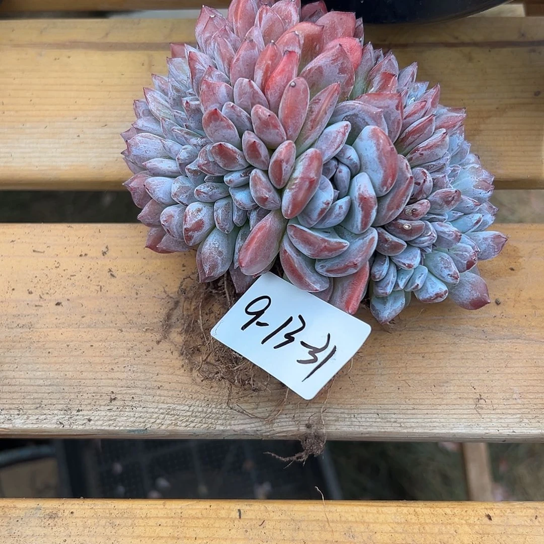 鸢***妮9-13-31星影缀多肉植物