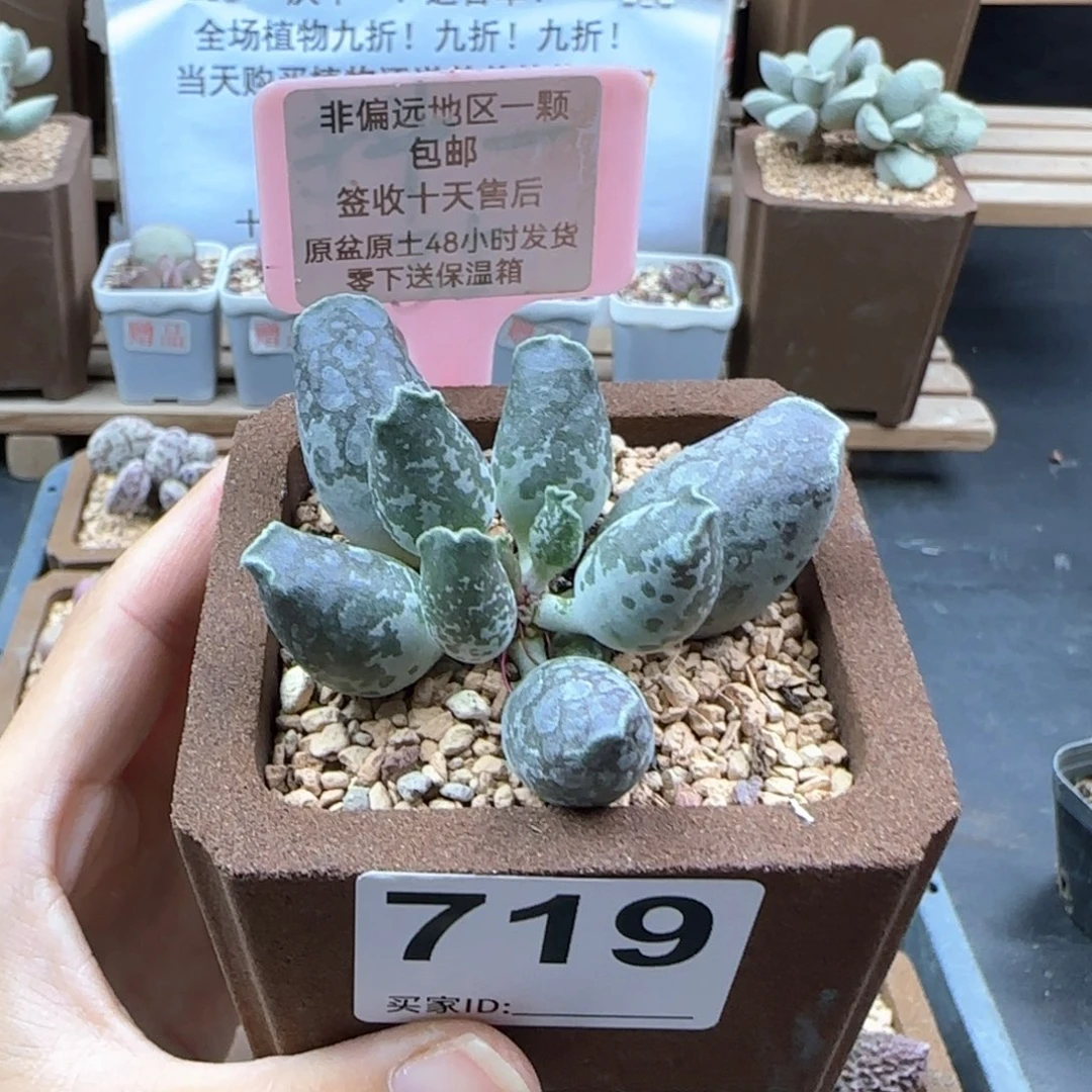 719紫肌海报二代