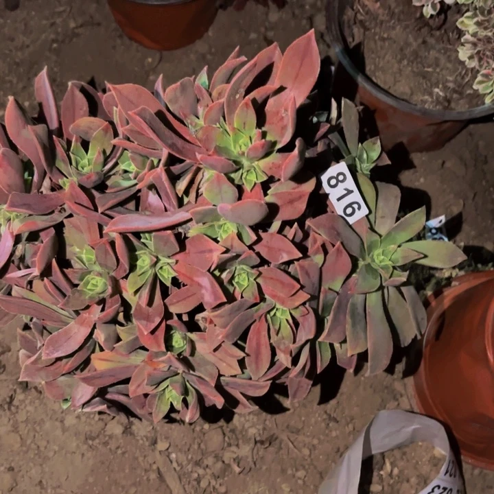 816红叶多肉植物不售后