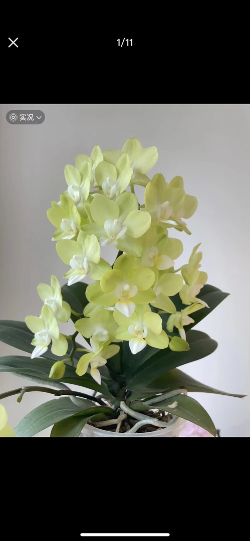 蝴蝶兰薄荷糖2.8寸杯