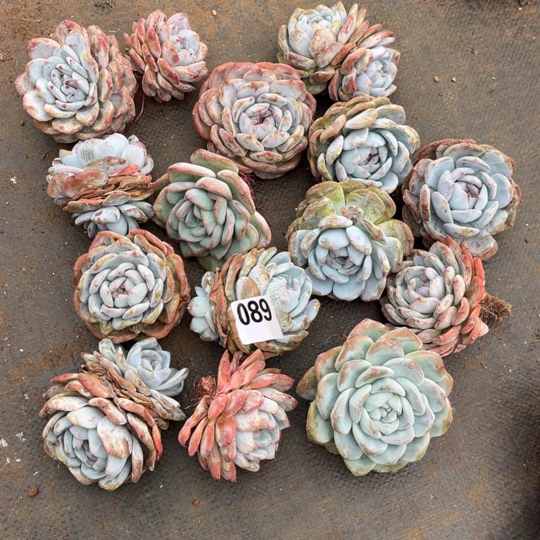 089号新疆西藏内蒙古不包邮