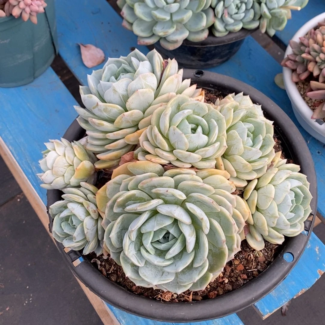 多肉植物一物一拍