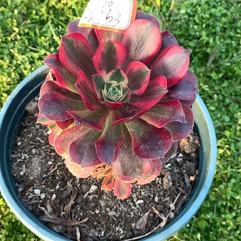 爱**房3763美杜莎多肉植物