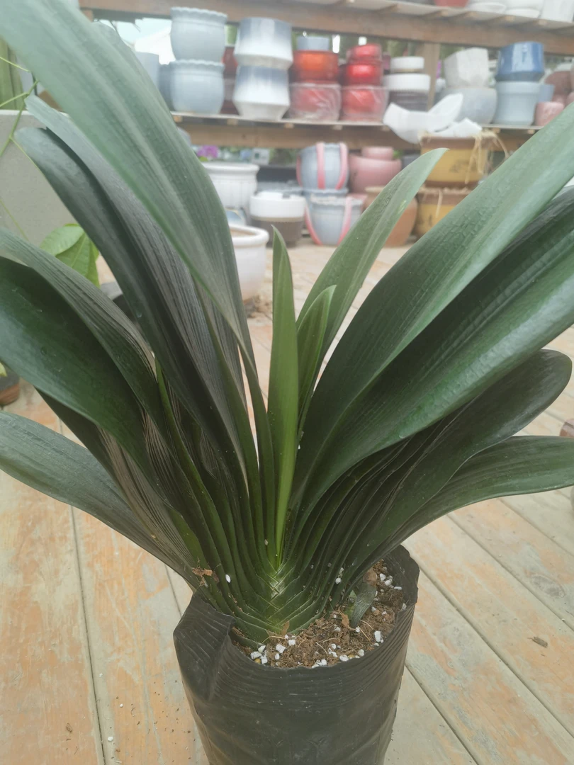 君子兰！新手入手！耐养耐活！全疆包邮发货