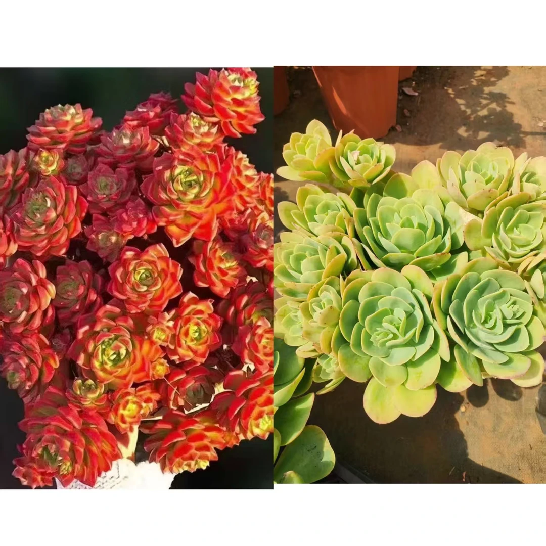 蒂亚+ 碧桃组合  新手好养 室内 阳台 庭院 多肉植物