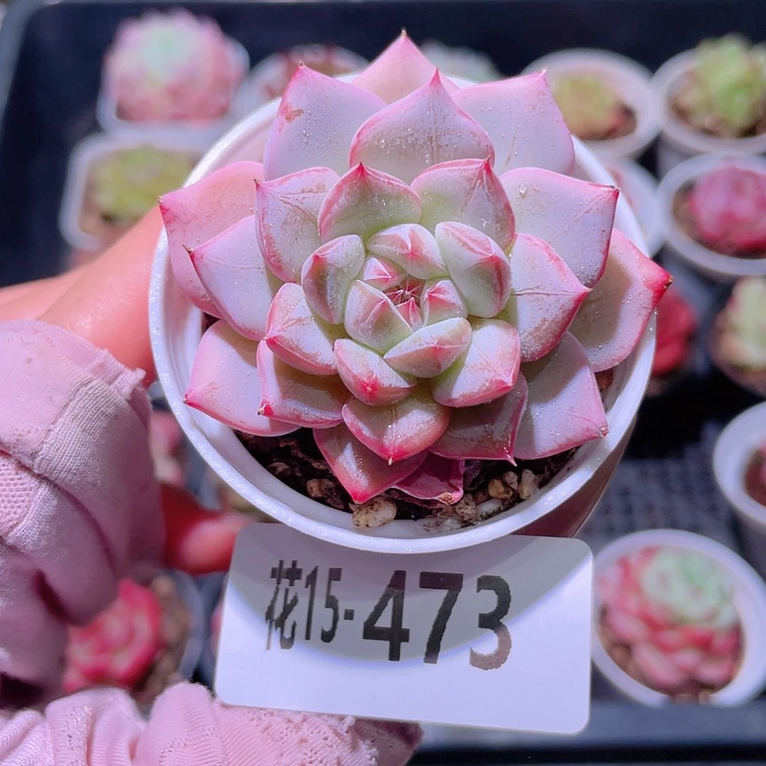 花利美15-473新品