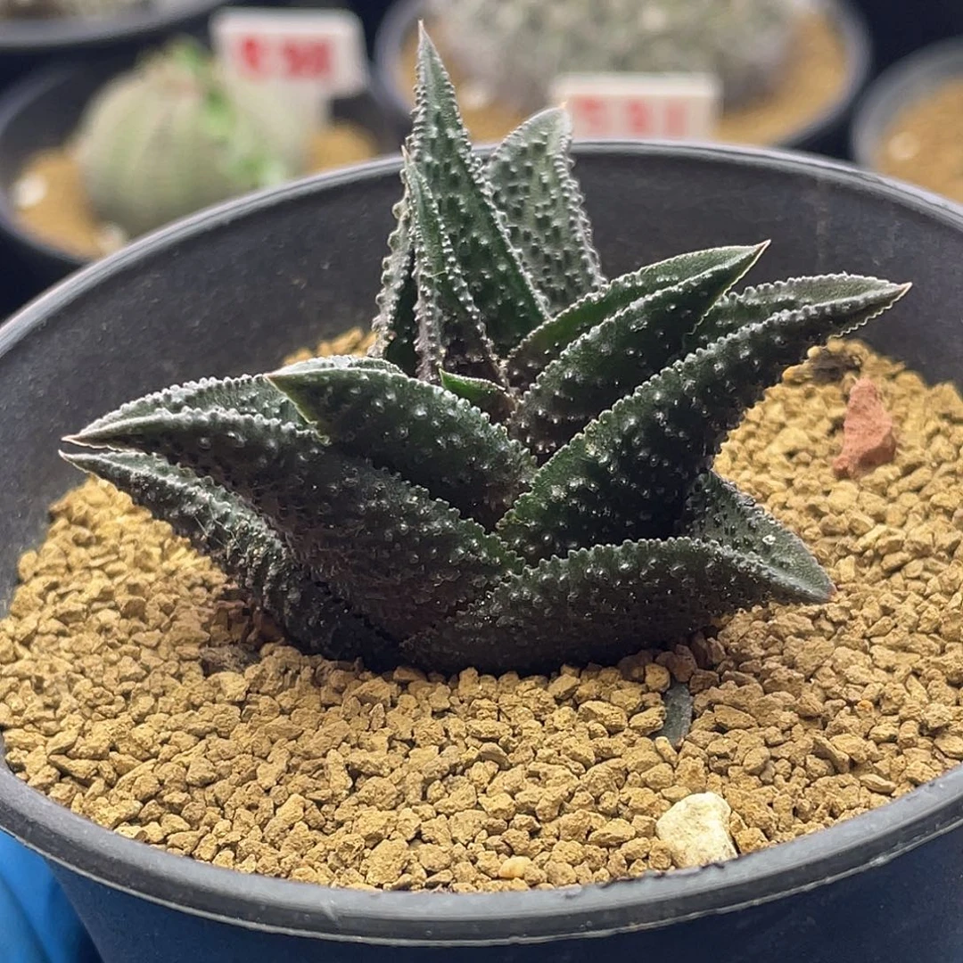 实生丸叶哥斯拉硬叶