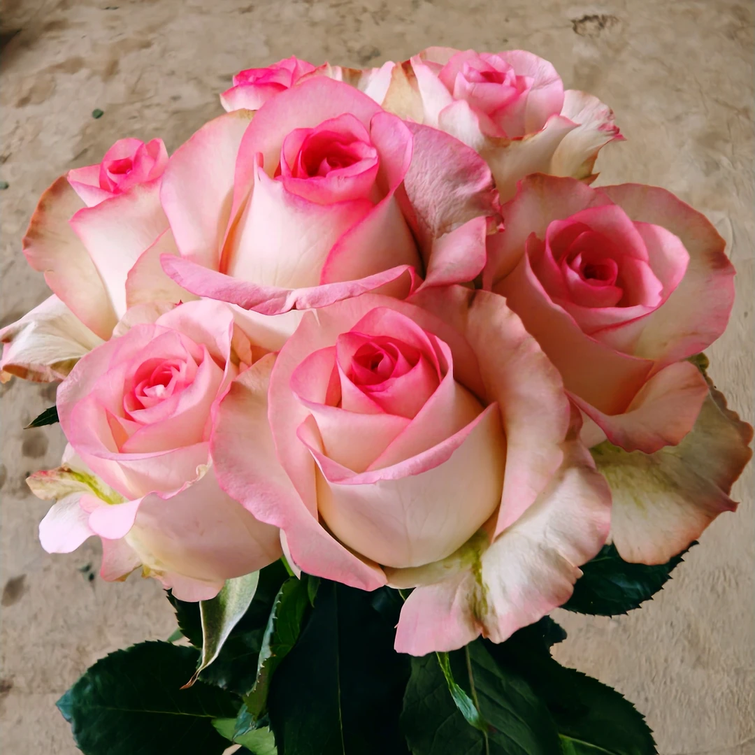 《爱莎玫瑰》云南鲜花花卉高级花边玫瑰