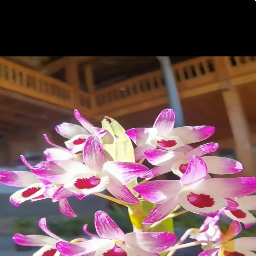 石斛直播链接一物一拍（自行下单无效）