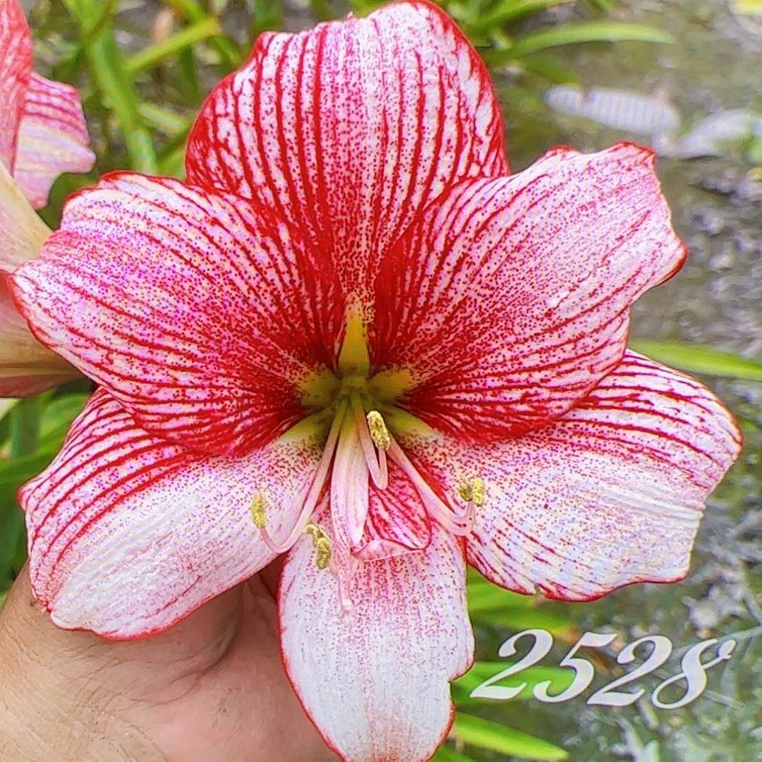 朱顶红2528开花球5cm+