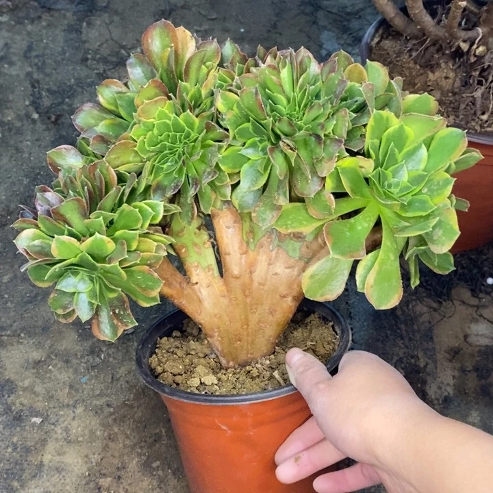 青檬锦缀59多肉植物法师