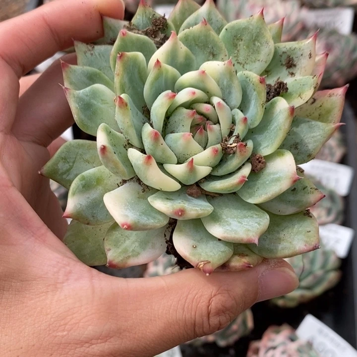 吉娃娃锦多肉植物A939