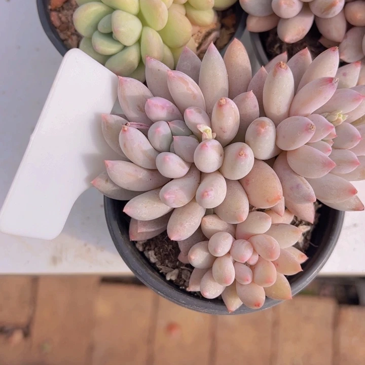 健健康康平平安安