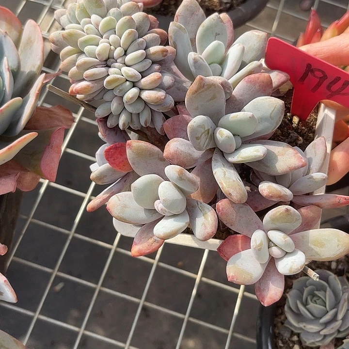 两单包邮，一物一拍194粉兔缀