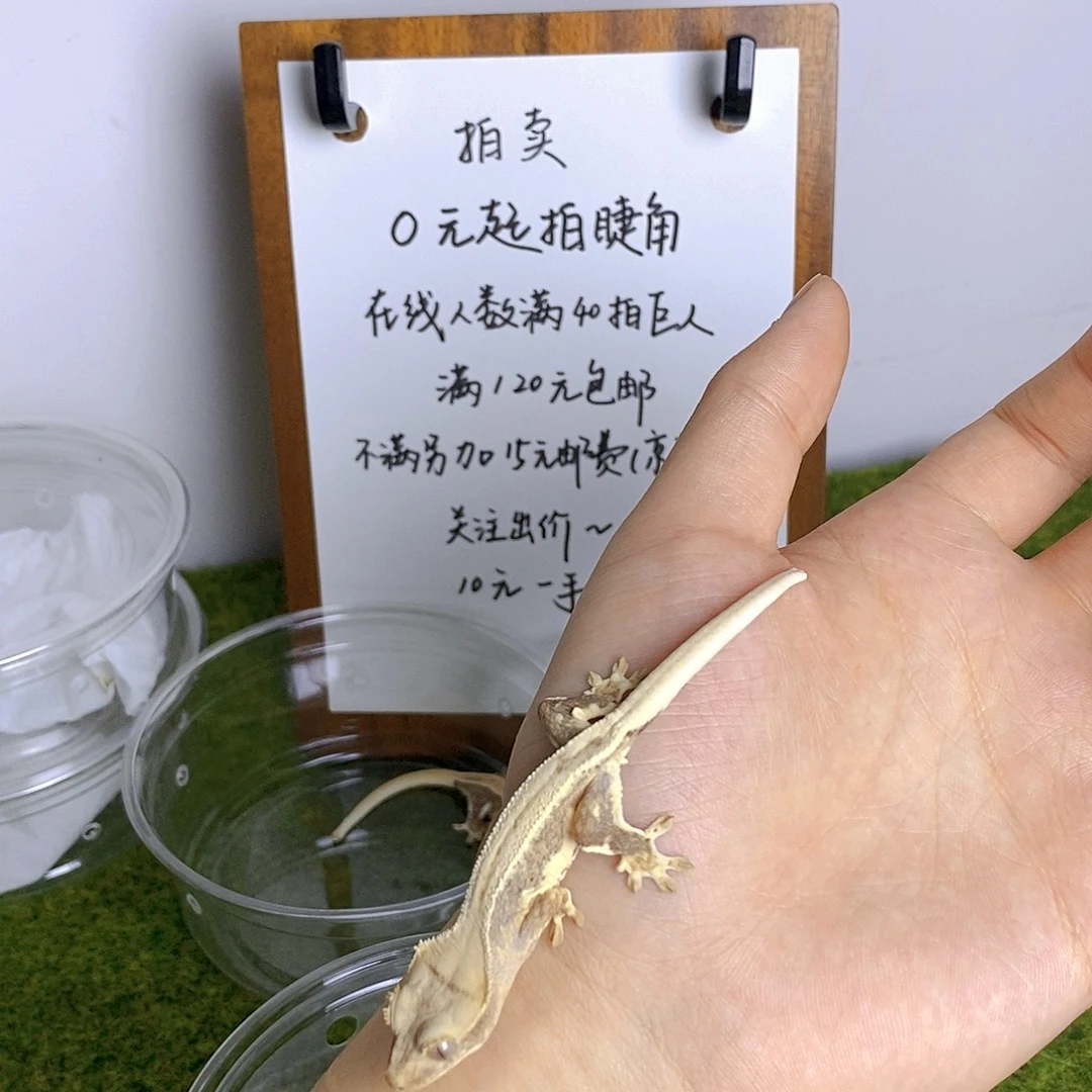睫角守宫小满背红莉莉