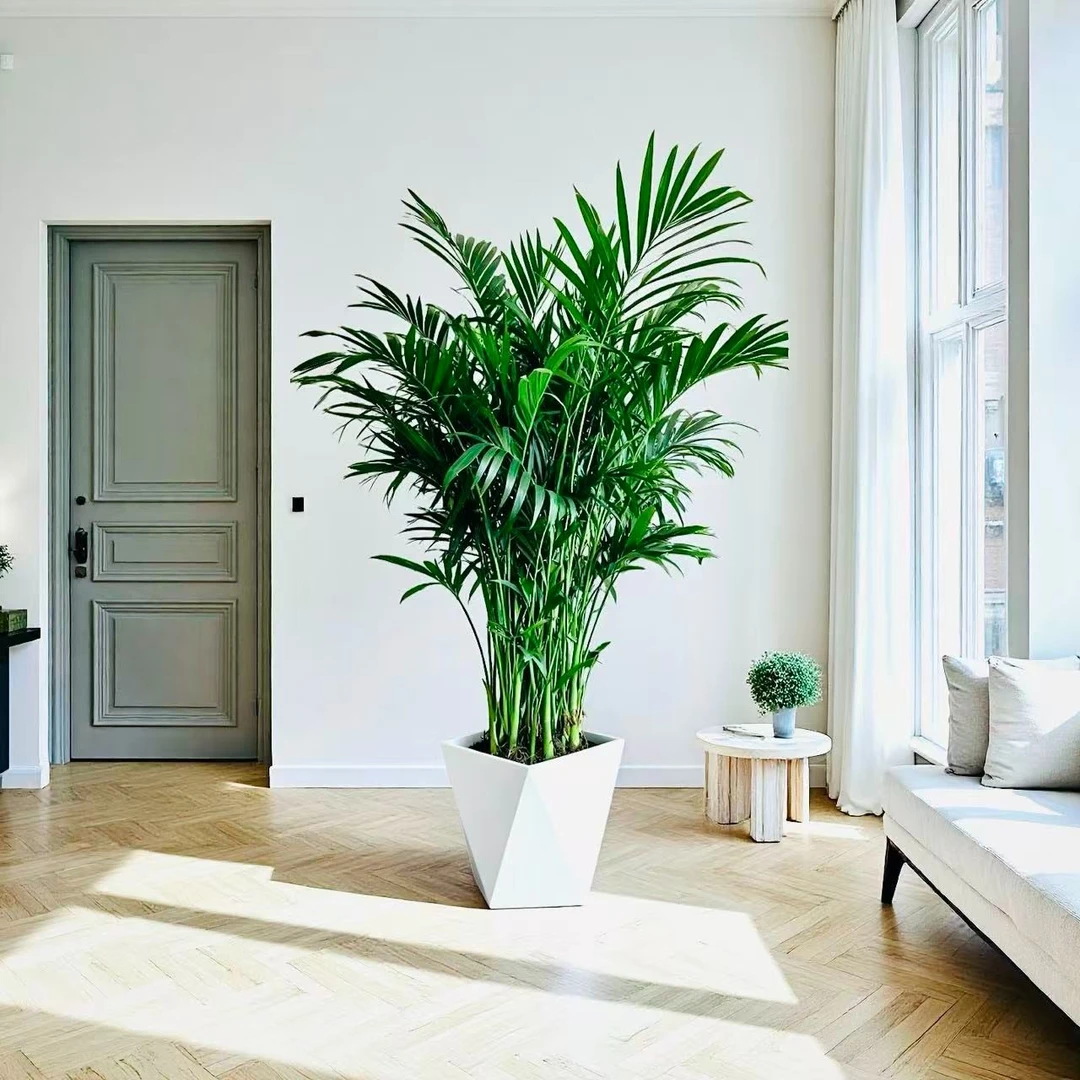 1.1米-1.3米富贵椰子室内草本植物大型绿植去甲醛净化空气