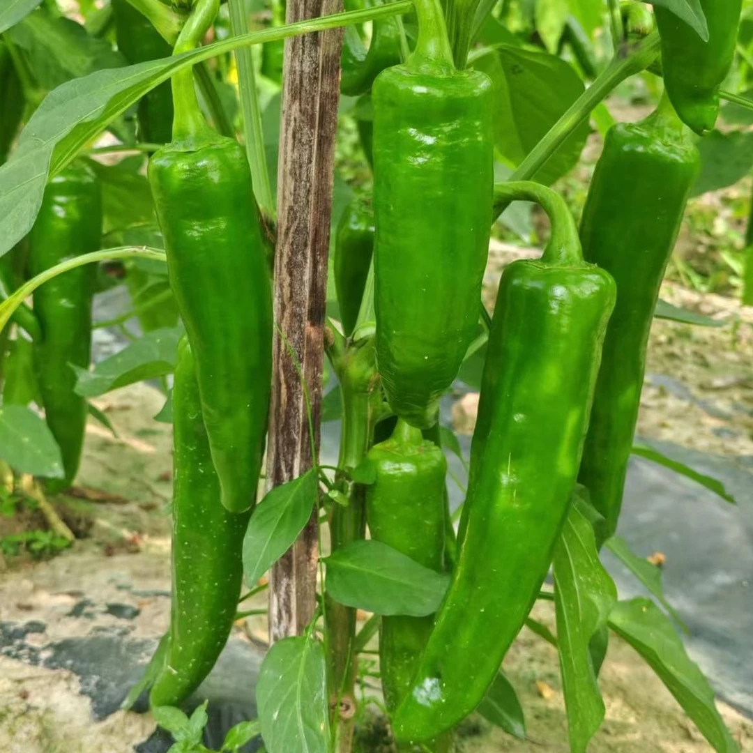 湖南省郴州市文明瑶族乡,高山露天种植辣椒,新鲜采摘,香辣脆!