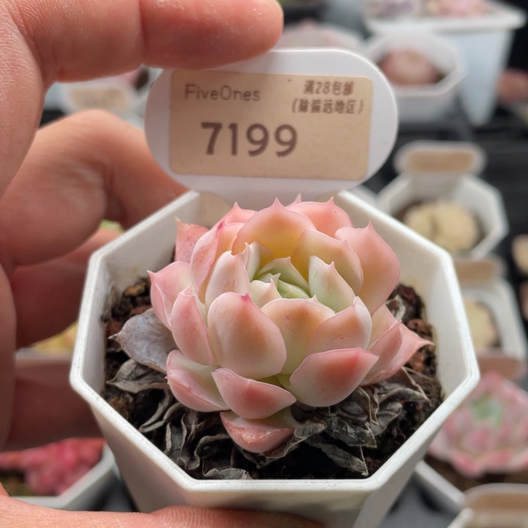 静月7199-4.5厘米