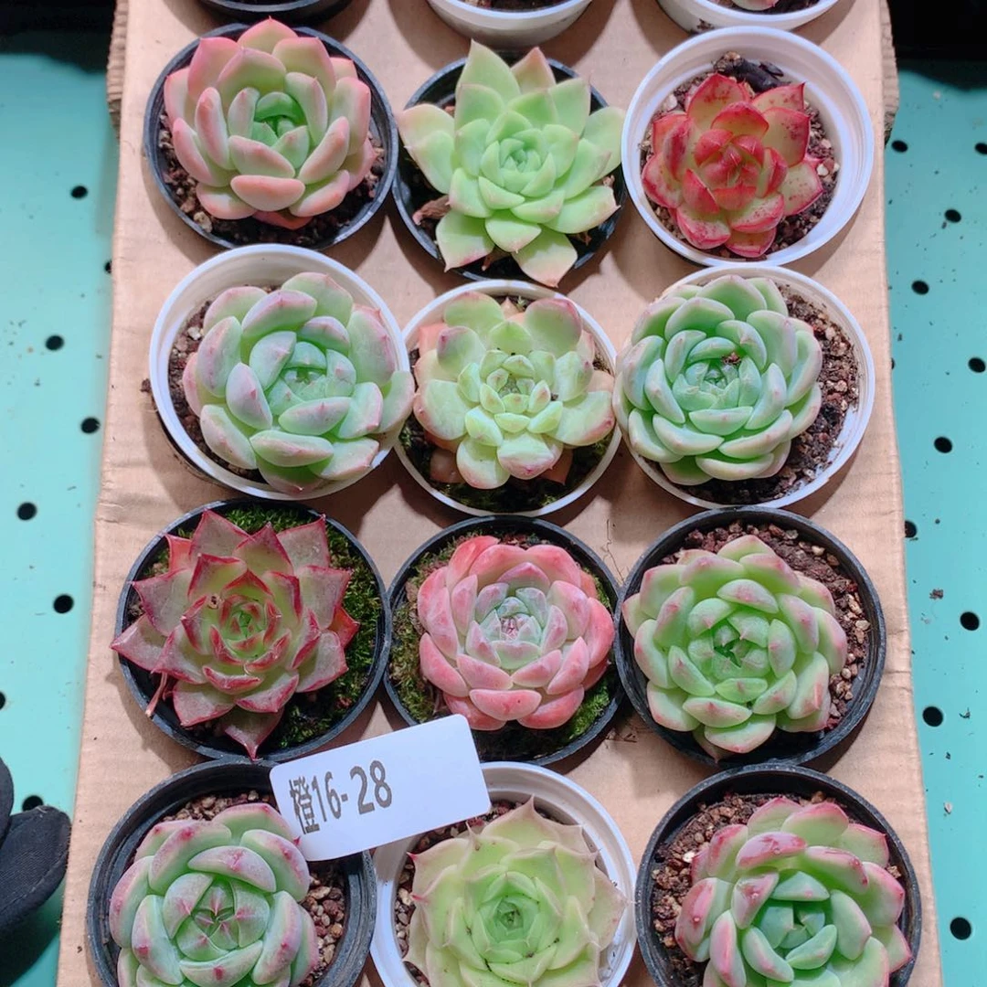 16-28一物一拍多肉带盆18颗