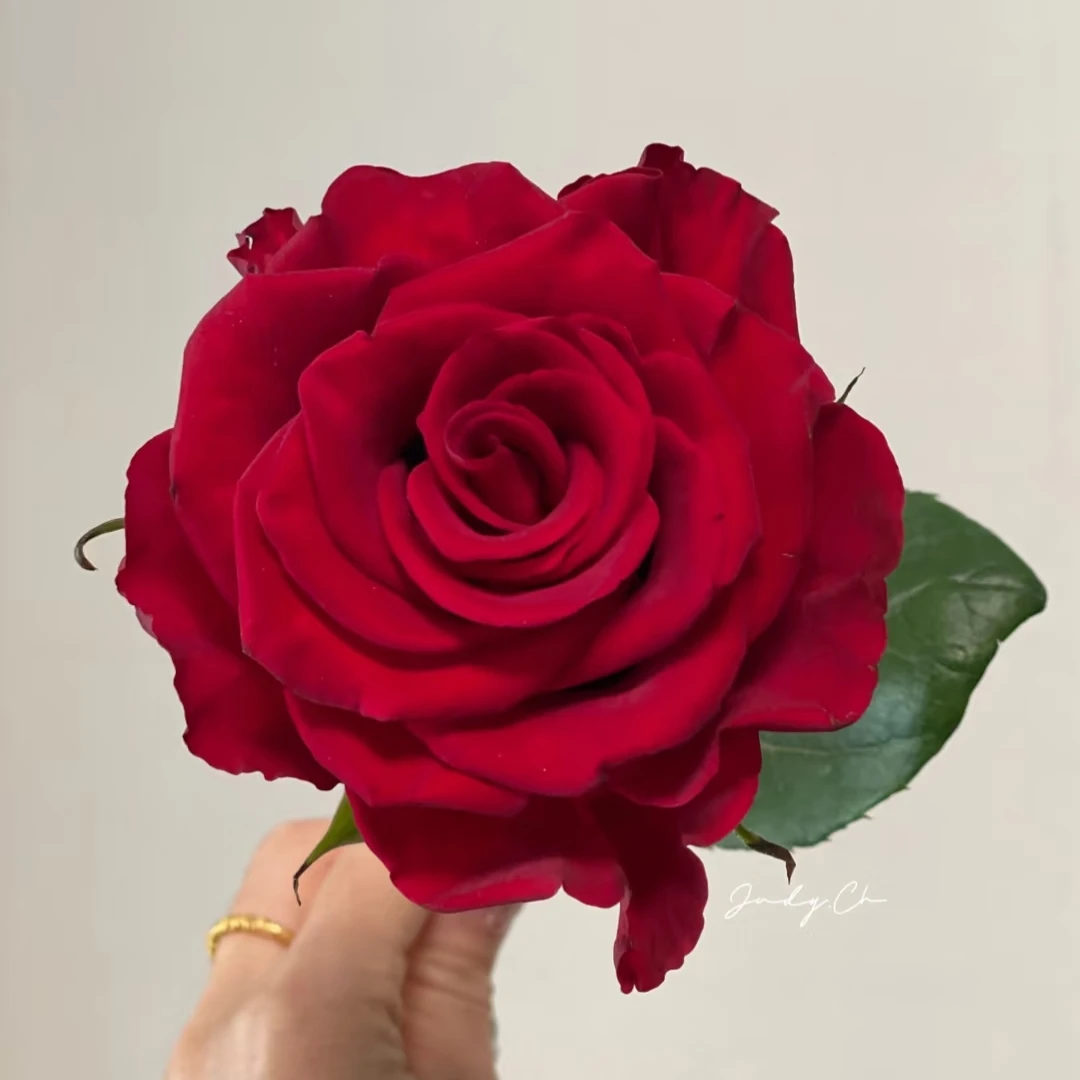 挚爱玫瑰20枝，昆明顺丰直发