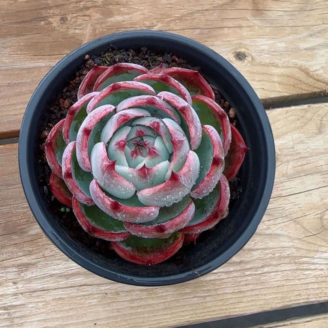 @***呀精品惊鸿一物一拍