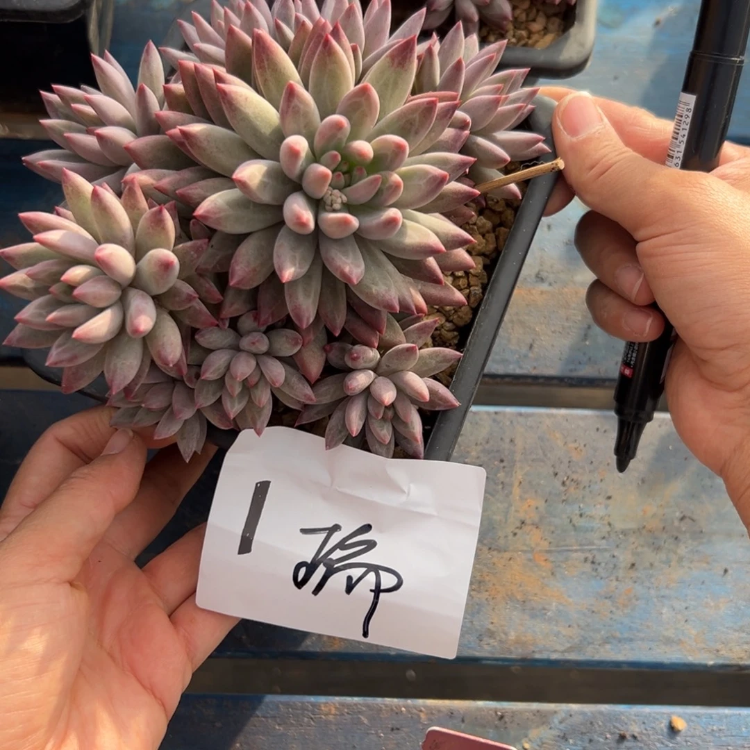 阿***°1、表现吧彼此彼此很不错彼此彼此女