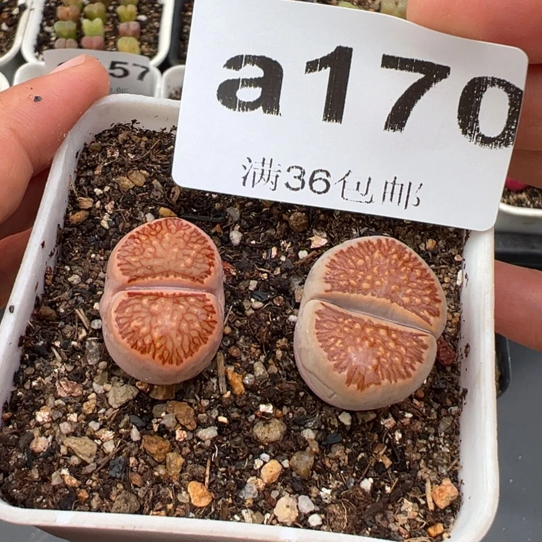 2.3好看的多肉a170