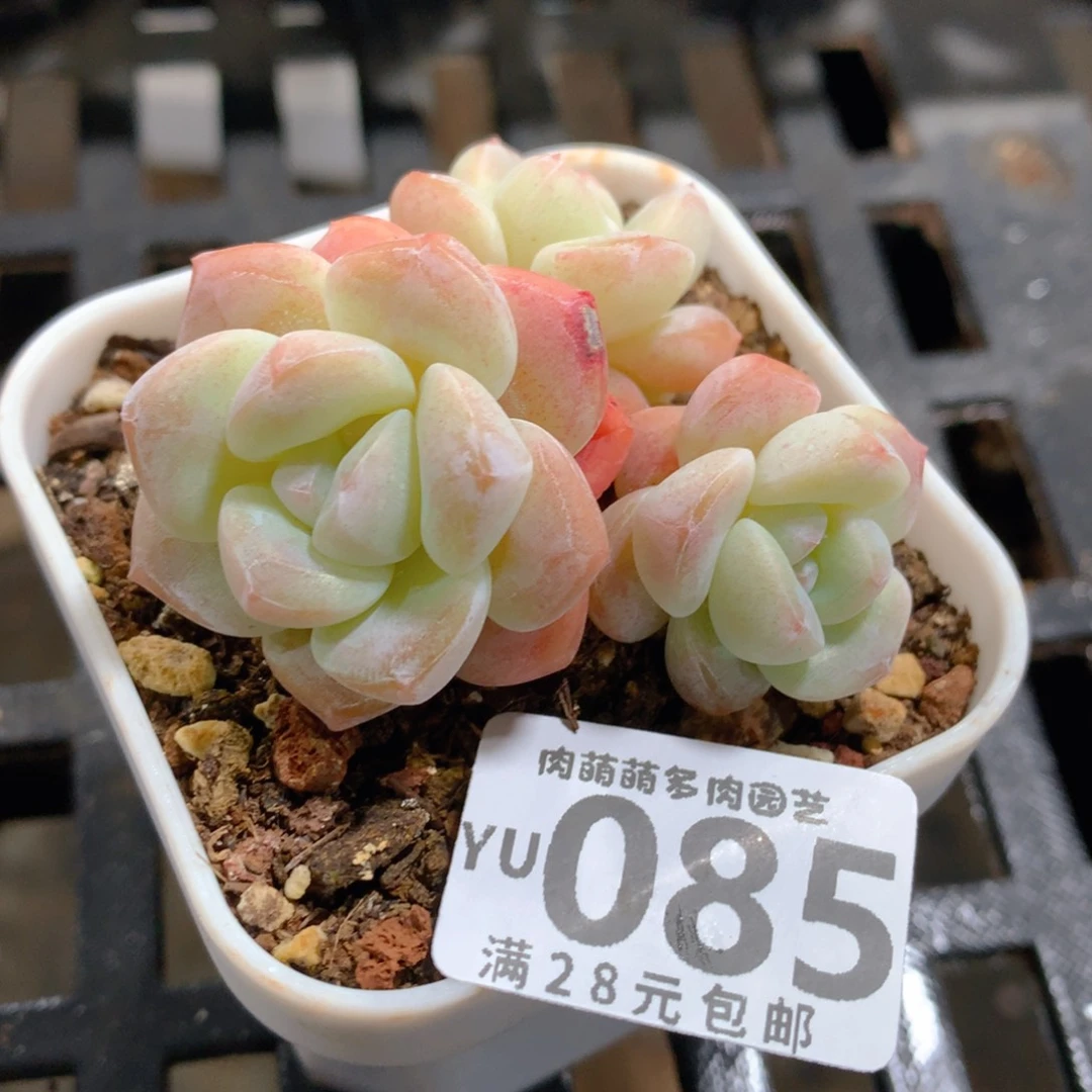 肉萌萌拇指盆精控多肉YU085