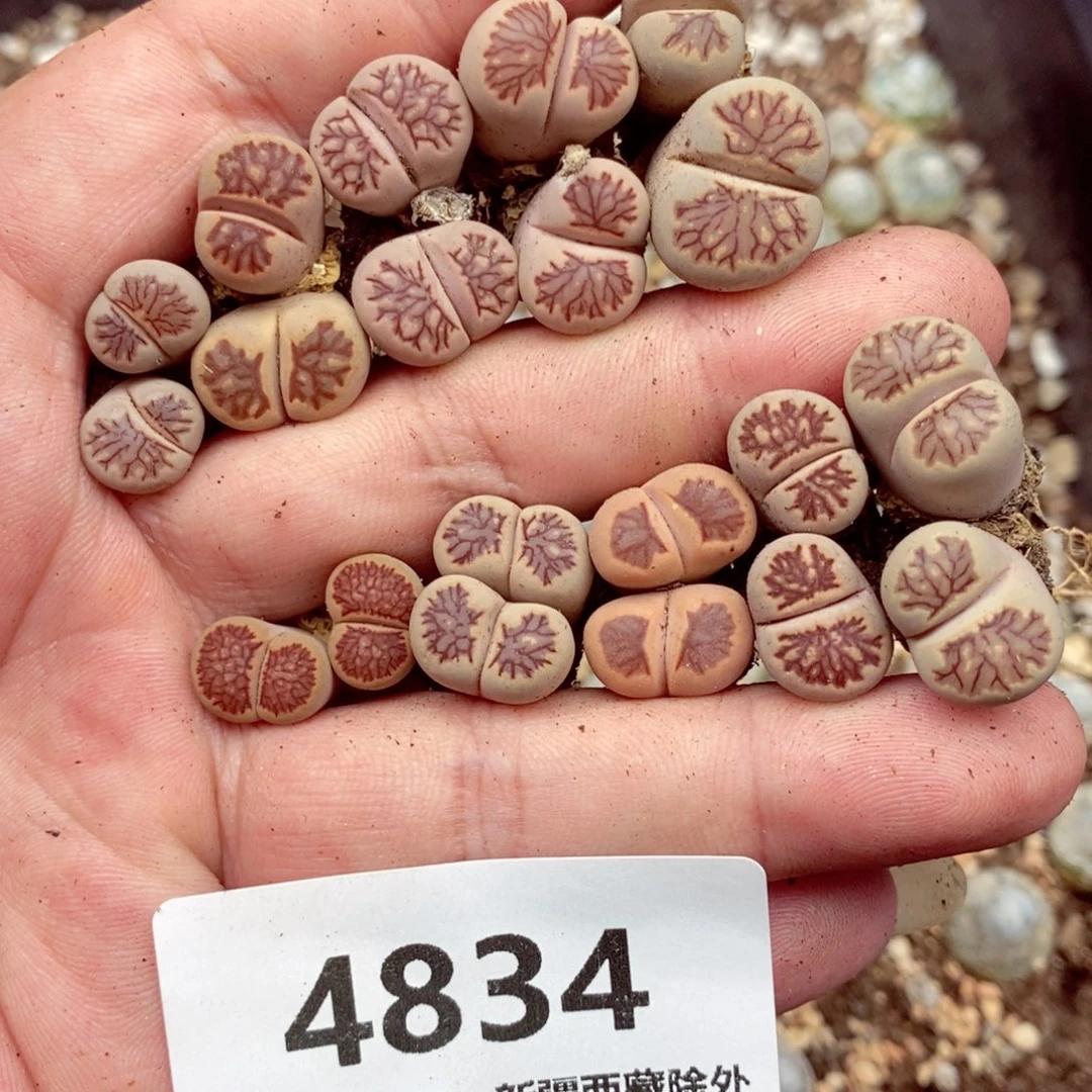 4834。