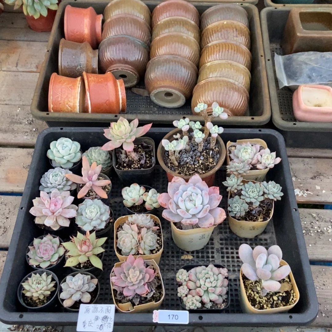 170号花20个源源专拍重庆