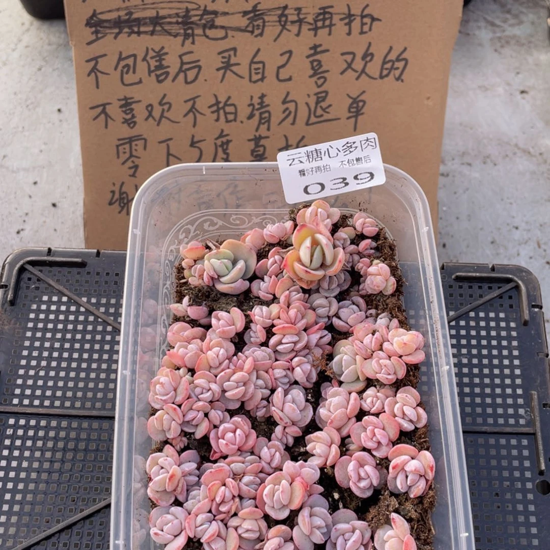 云糖心多肉植物39