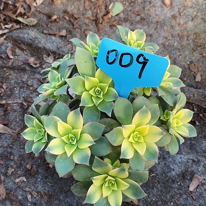 009 一颗艳日辉法师多肉