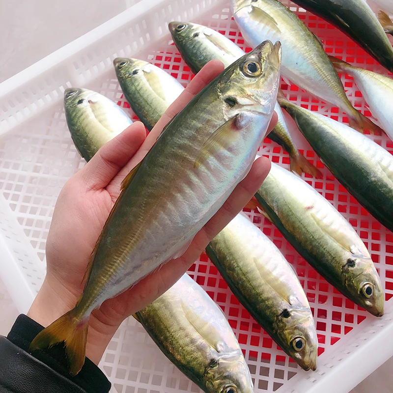 【冰鲜发货】东山岛生态养殖巴浪鱼 冰鲜蓝圆鲹小竹荚鱼青花鱼