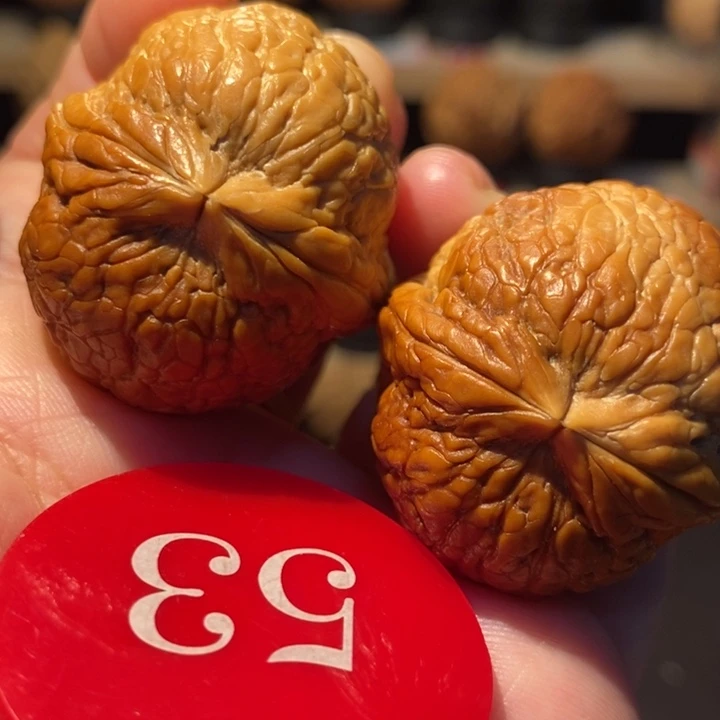 木质类粗筋彩西瓜36尺寸