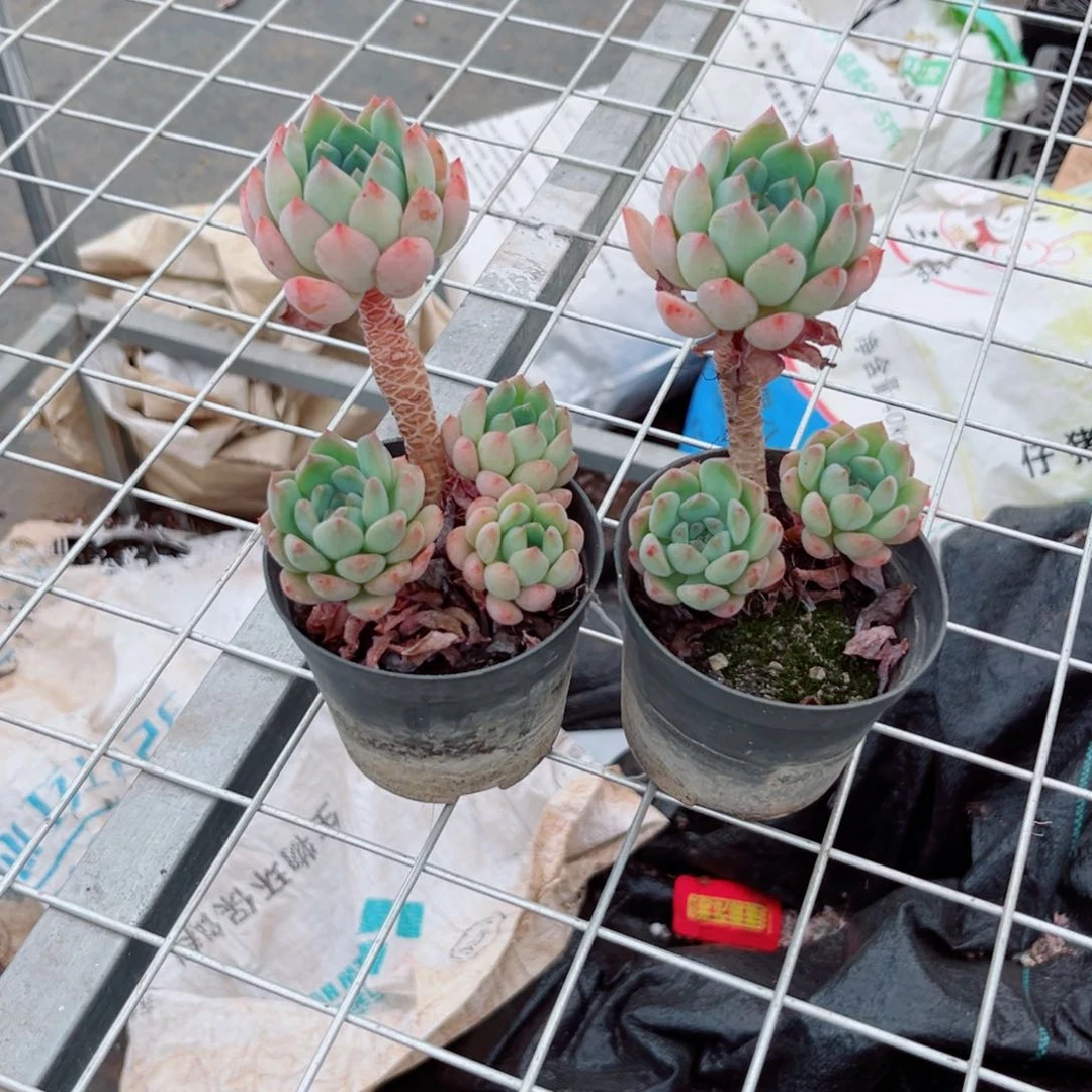精品多肉蓝苹果两颗