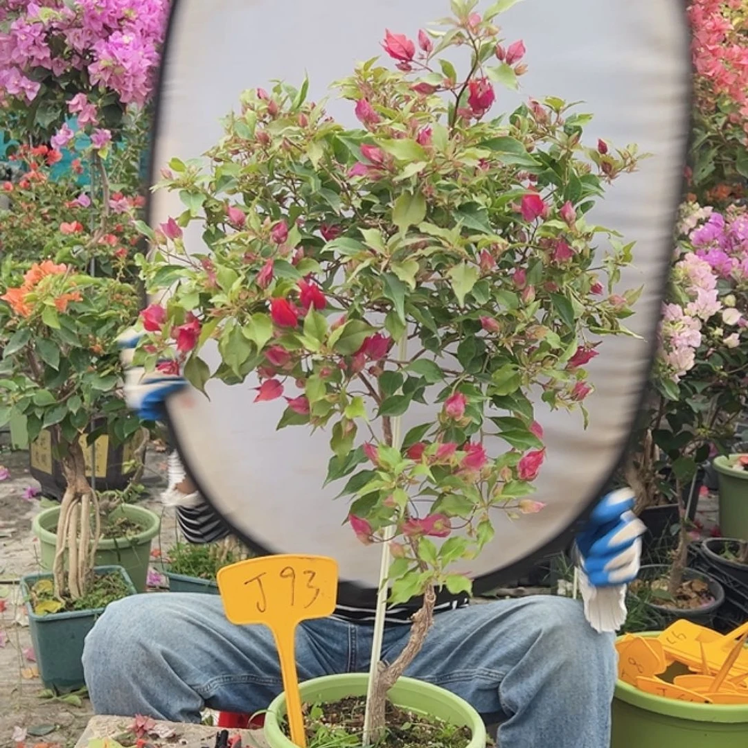 泥***5大部分花苞少量开放J93酒红桑巴
