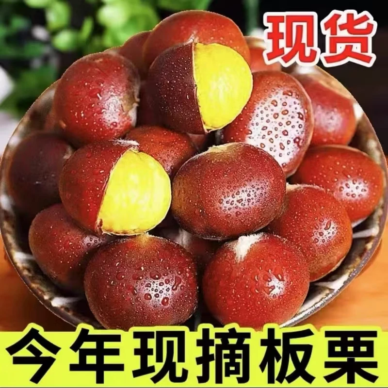 【买3斤送2斤】新鲜现摘高山板栗甘甜清脆生栗子大板栗5斤装送栗爪