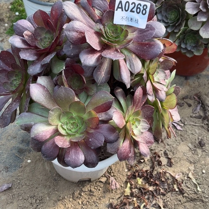 268黑美人多肉法师不包断枝