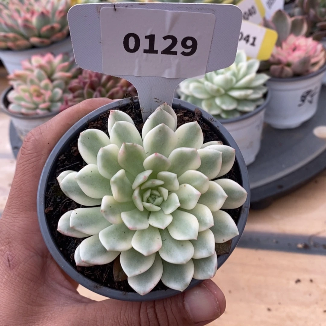 0129红宝石哈哈哈哈